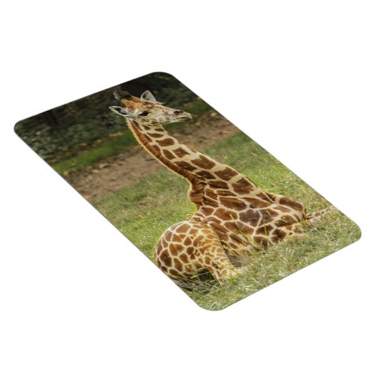 Giraffe Wildlife Magneet (Rechterzijde)