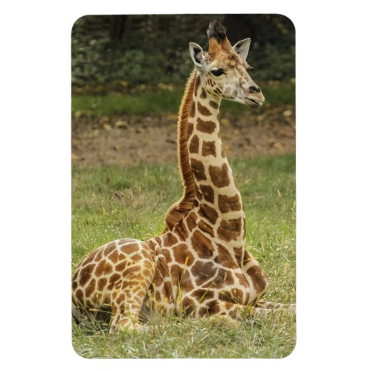 Giraffe Wildlife Magneet (Verticaal)
