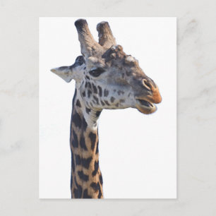 Giraffe zegt Hallo Tom Wurl Briefkaart