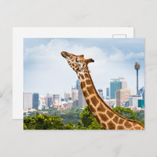 Giraffe zijuitzicht met Sydney Skyline Briefkaart (Voorkant / Achterkant)