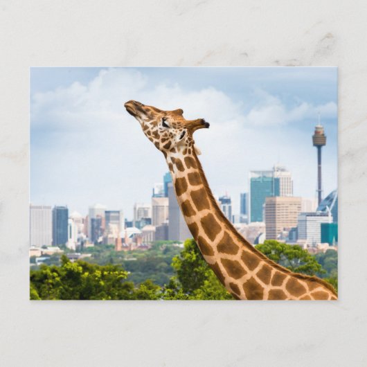 Giraffe zijuitzicht met Sydney Skyline Briefkaart (Voorkant)
