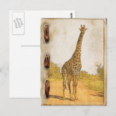 Giraffe, Zuid-Afrika Briefkaart (Voorkant / Achterkant)