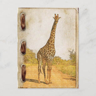 Giraffe, Zuid-Afrika Briefkaart