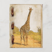 Giraffe, Zuid-Afrika Briefkaart (Voorkant)