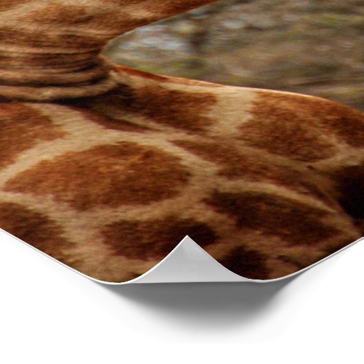 Giraffe Zulu Nyala Game Reserve Zuid-Afrika Poster (Hoek)