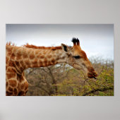 Giraffe Zulu Nyala Game Reserve Zuid-Afrika Poster (Voorkant)