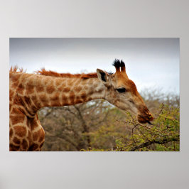 Giraffe Zulu Nyala Game Reserve Zuid-Afrika Poster