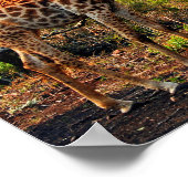 Giraffe Zulu Nyala Game Reserve Zuid-Afrika Poster (Hoek)