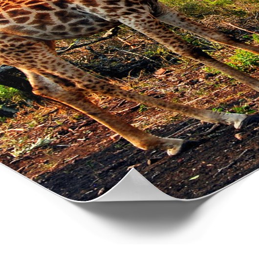 Giraffe Zulu Nyala Game Reserve Zuid-Afrika Poster (Hoek)