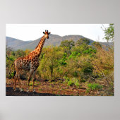 Giraffe Zulu Nyala Game Reserve Zuid-Afrika Poster (Voorkant)