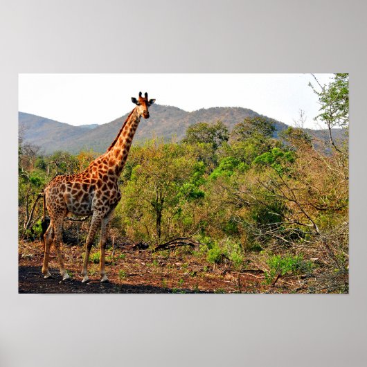 Giraffe Zulu Nyala Game Reserve Zuid-Afrika Poster (Voorkant)