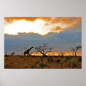 Giraffe Zulu Nyala Game Reserve Zuid-Afrika Poster (Voorkant)