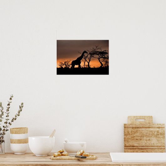 Giraffe Zulu Nyala Game Reserve Zuid-Afrika Poster (Keuken)