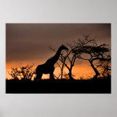 Giraffe Zulu Nyala Game Reserve Zuid-Afrika Poster (Voorkant)