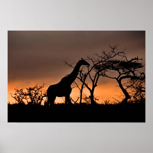 Giraffe Zulu Nyala Game Reserve Zuid-Afrika Poster (Voorkant)