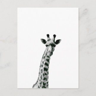 Giraffe zwart-wit briefkaart