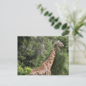 giraffelgang briefkaart (Staand voorkant)