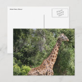 giraffelgang briefkaart (Voorkant / Achterkant)