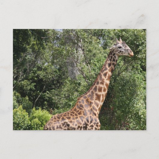 giraffelgang briefkaart (Voorkant)