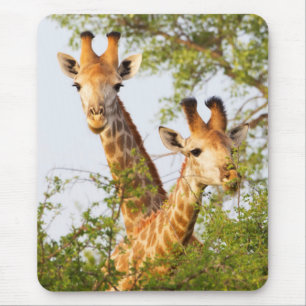 Giraffen die boven de vegetatie uitsteken muismat