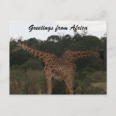 giraffen door afrika briefkaart (Voorkant)