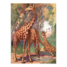 Giraffen door Louis Sargent, Oude Afrikaanse Diere