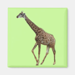 Giraffen en bomen,长颈鹿. Dierenpark wild dier fotogr Magneet