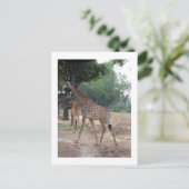 Giraffen en bomen briefkaart (Staand voorkant)