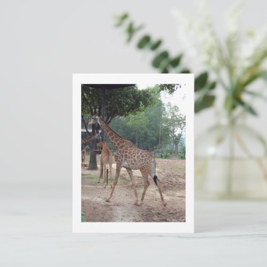 Giraffen en bomen briefkaart (Staand voorkant)