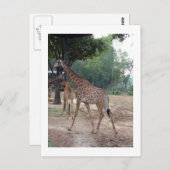 Giraffen en bomen briefkaart (Voorkant / Achterkant)