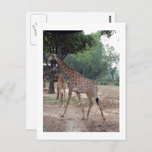 Giraffen en bomen briefkaart (Voorkant / Achterkant)