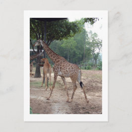 Giraffen en bomen briefkaart