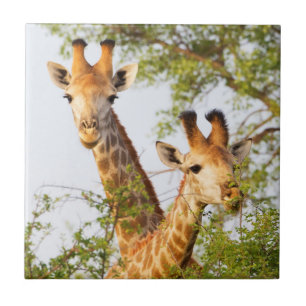 Giraffen gluren boven de vegetatie tegeltje