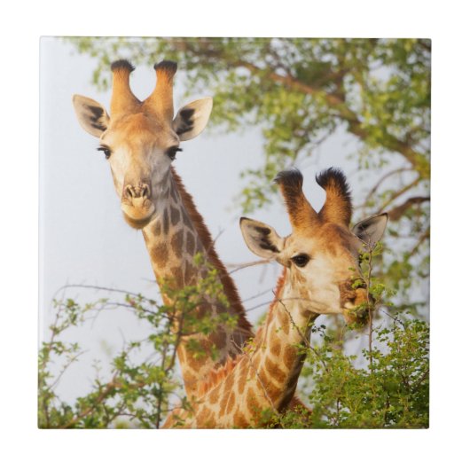 Giraffen gluren boven de vegetatie tegeltje (Voorkant)