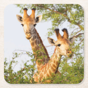 Giraffen gluren boven vegetatie kartonnen onderzetters