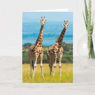 Giraffen in de savanne, Oeganda Kaart