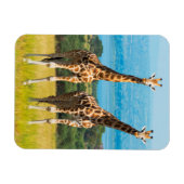 Giraffen in de savanne, Oeganda Magneet (Horizontaal)