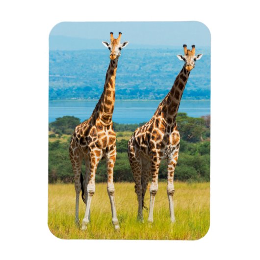 Giraffen in de savanne, Oeganda Magneet (Verticaal)