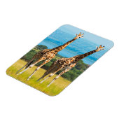 Giraffen in de savanne, Oeganda Magneet (Linkerzijde)