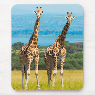 Giraffen in de savanne, Oeganda Muismat