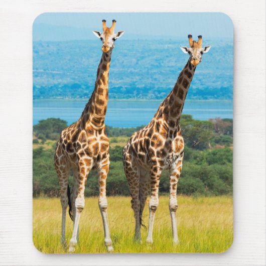 Giraffen in de savanne, Oeganda Muismat (Voorkant)