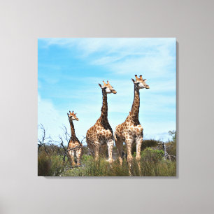 Giraffen in Eindeloze Vergezichten Canvas Afdruk