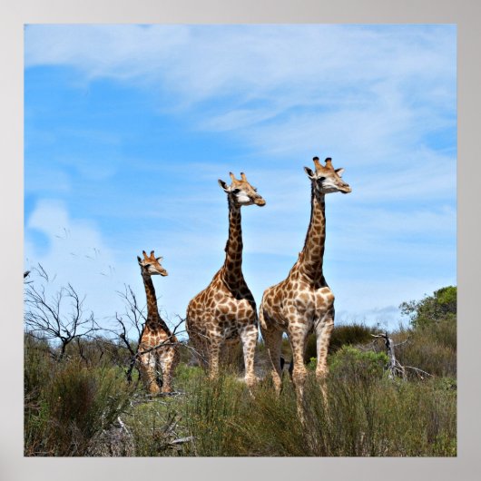 Giraffen in Hemelse Stilte Poster (Voorkant)