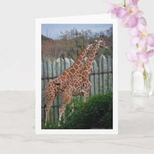 Giraffen in het park kaart