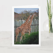 Giraffen in Park Kaart (Voorkant)