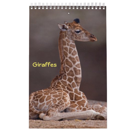 Giraffen Kalender (Hoes)