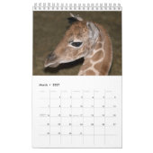 Giraffen Kalender (Mar 2027)