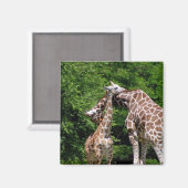 Giraffen knuffelen magneet (Voorkant / Achterkant)