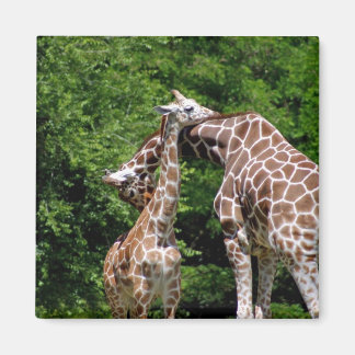 Giraffen knuffelen magneet