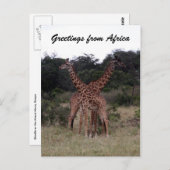 giraffen kruisen briefkaart (Voorkant / Achterkant)